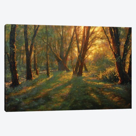 Sunrise In The Forest Canvas Print #MOW23} by Michael Orwick Canvas Print