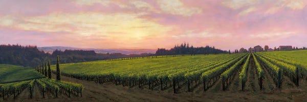 Vineyards: Terra E Cielo-Alloro Vineyard by Michael Orwick