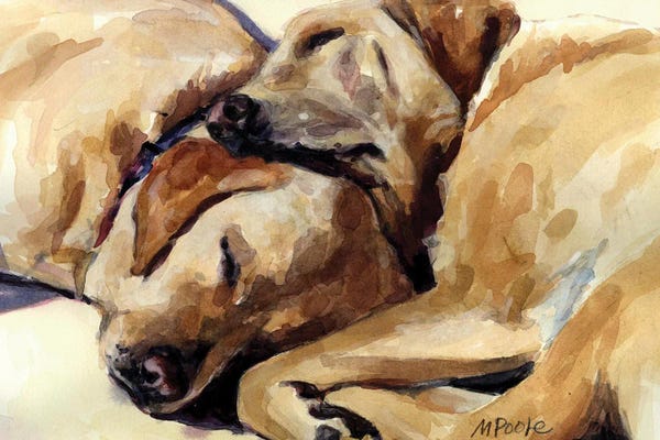 Sleeping & Napping: California Dreamers by Molly A. Poole