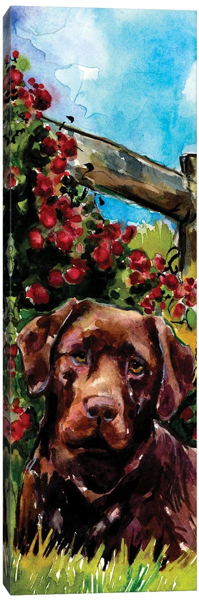 Choco Raspberry Fields Canvas Art Print - Labrador Retriever Art