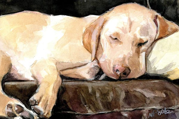 Sleeping & Napping: Day Dreamer by Molly A. Poole