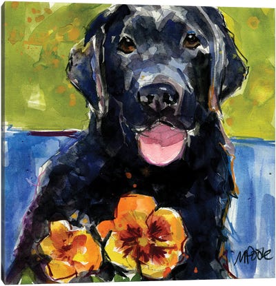 Pansies Canvas Art Print - Labrador Retriever Art