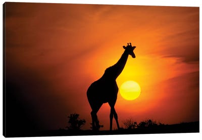 Giraffe, Africa, Kenya, Masai Mara. Canvas Art Print - Kenya