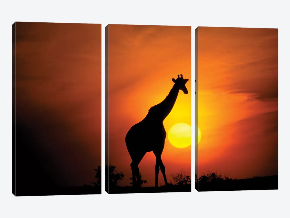 Giraffe, Africa, Kenya, Masai Mara. by Marilyn Parver 3-piece Canvas Print