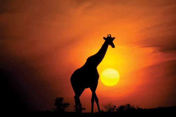 Kenya: Giraffe, Africa, Kenya, Masai Mara. by Marilyn Parver