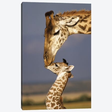 Giraffe, Africa, Kenya, Masai Mara. Canvas Print #MPA13} by Marilyn Parver Canvas Print