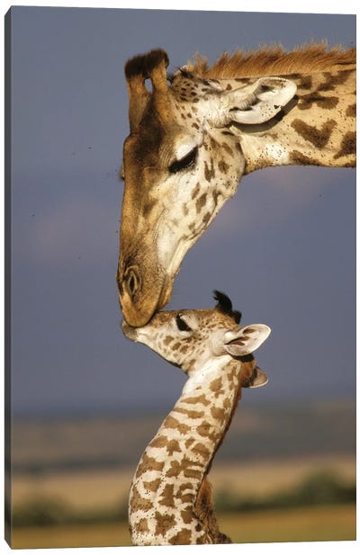 Giraffe, Africa, Kenya, Masai Mara. Canvas Art Print - Danita Delimont Photography