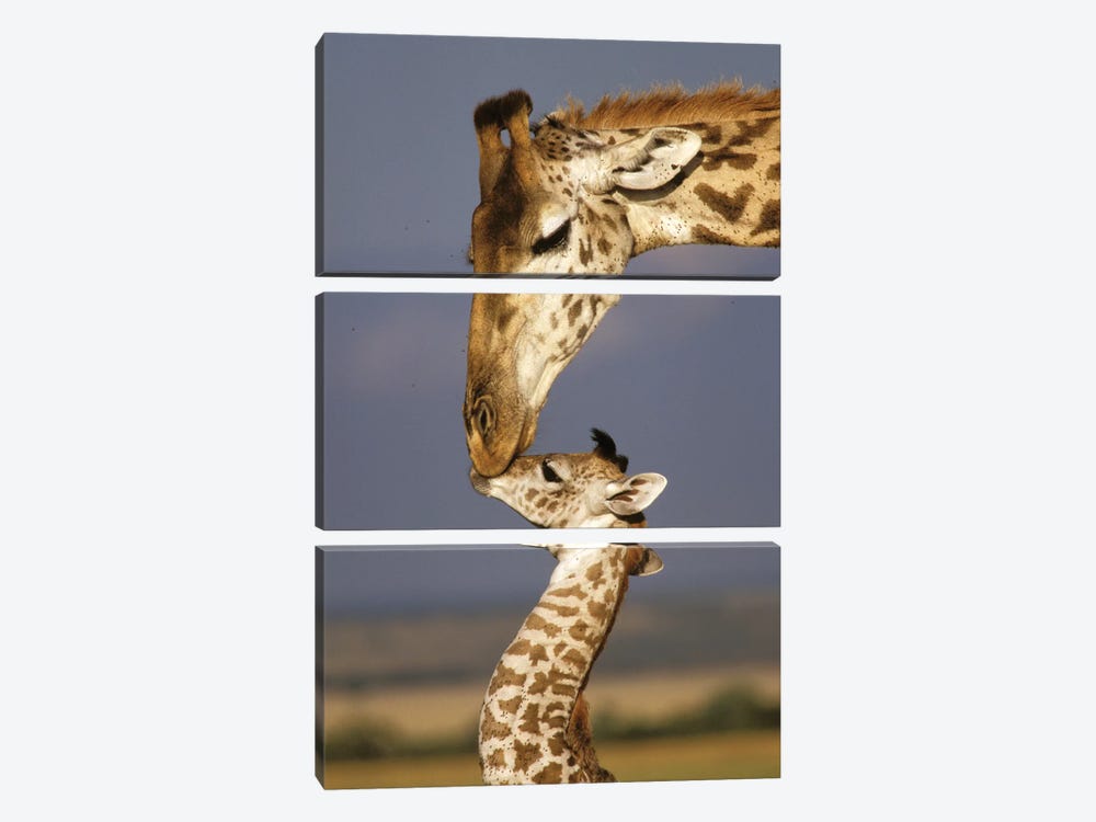 Giraffe, Africa, Kenya, Masai Mara. by Marilyn Parver 3-piece Canvas Artwork