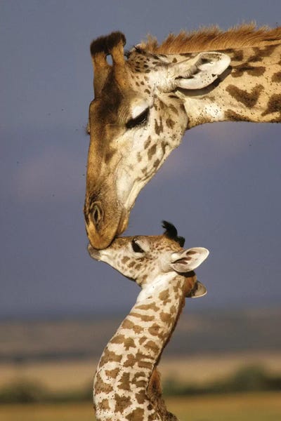 Kenya: Giraffe, Africa, Kenya, Masai Mara. by Marilyn Parver