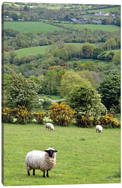 Countryside Landscape, Dingle Peninsula, County Kerry, Munster Province, Republic Of Ireland Canvas Art Print - Field, Grassland & Meadow Art