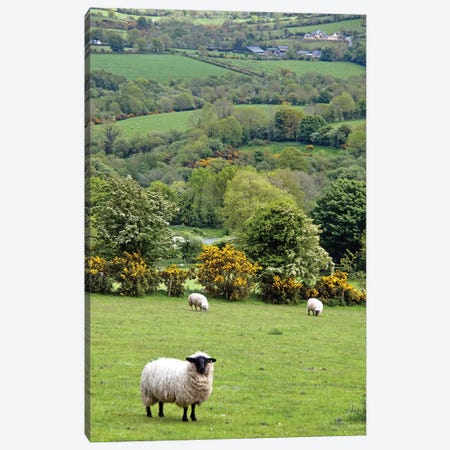 Countryside Landscape, Dingle Peninsula, County Kerry, Munster Province, Republic Of Ireland Canvas Print #MPA1} by Marilyn Parver Canvas Print