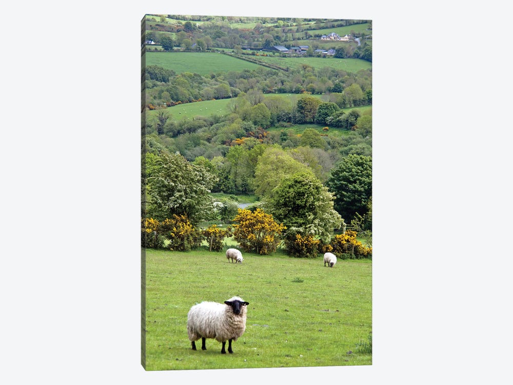 Countryside Landscape, Dingle Peninsula, County Kerry, Munster Province, Republic Of Ireland by Marilyn Parver 1-piece Canvas Print