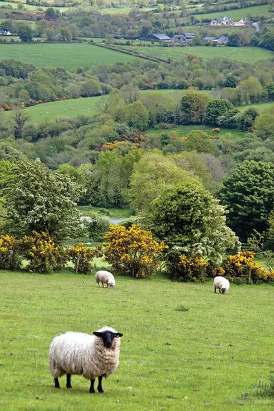 Hillsides: Countryside Landscape, Dingle Peninsula, County Kerry, Munster Province, Republic Of Ireland by Marilyn Parver