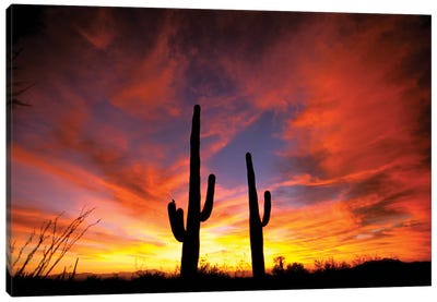 A Pair Of Saguaro Cacti At Sunset, Sonoran Desert, Arizona, USA Canvas Art Print - Sky Art