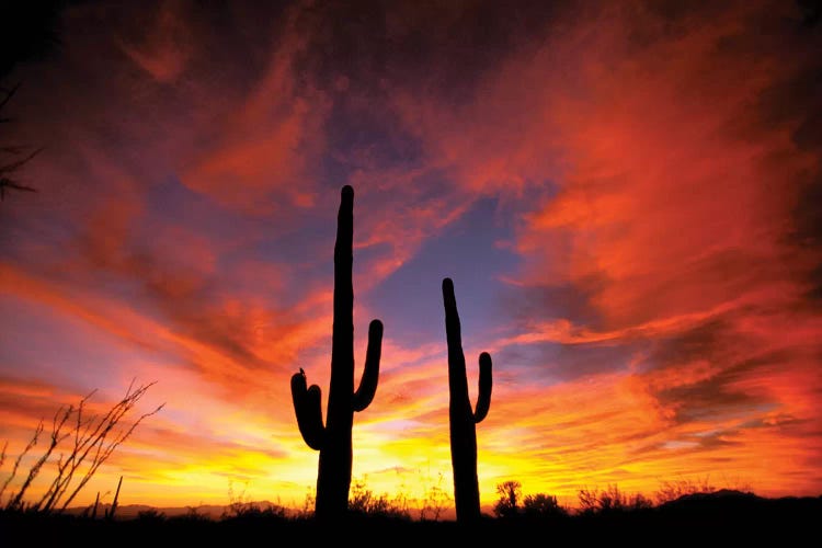 A Pair Of Saguaro Cacti At Sunset, Sonoran Desert, Arizona, USA