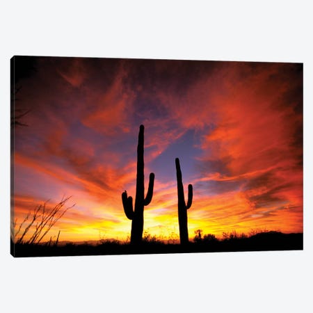 A Pair Of Saguaro Cacti At Sunset, Sonoran Desert, Arizona, USA Canvas Print #MPA2} by Marilyn Parver Art Print