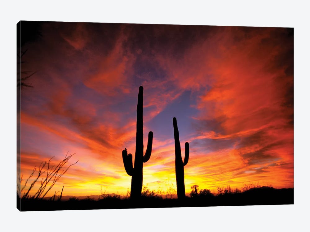 A Pair Of Saguaro Cacti At Sunset, Sonoran Desert, Arizona, USA by Marilyn Parver 1-piece Canvas Artwork