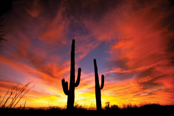 Arizona: A Pair Of Saguaro Cacti At Sunset, Sonoran Desert, Arizona, USA by Marilyn Parver
