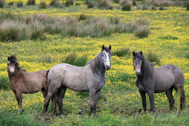 In Western Ireland, Three Horses With Long Manes, Stand In A Field Of Yellow Wildflowers In The Irish Counrtyside