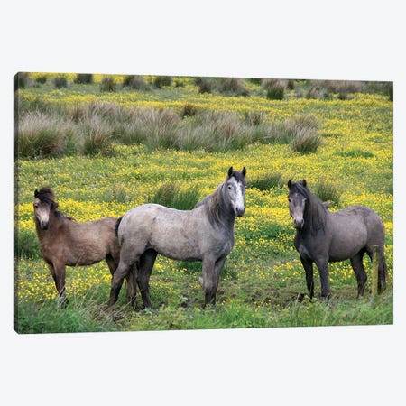 In Western Ireland, Three Horses With Long Manes, Stand In A Field Of Yellow Wildflowers In The Irish Counrtyside Canvas Print #MPA4} by Marilyn Parver Canvas Wall Art