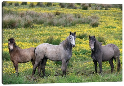 In Western Ireland, Three Horses With Long Manes, Stand In A Field Of Yellow Wildflowers In The Irish Counrtyside Canvas Art Print