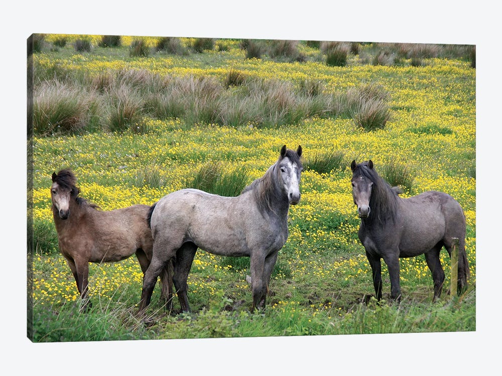 In Western Ireland, Three Horses With Long Manes, Stand In A Field Of Yellow Wildflowers In The Irish Counrtyside by Marilyn Parver 1-piece Canvas Art