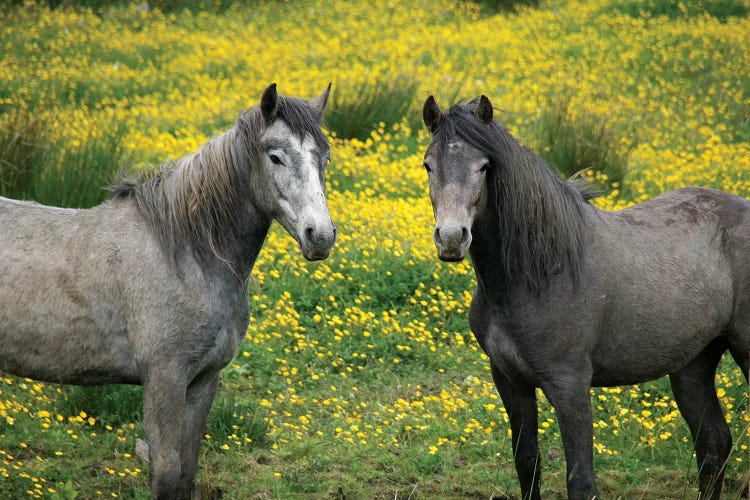 In Western Ireland, Two Horses With Long Flowing Manes, In A Field Of Yellow Wildflowers In The Irish Counrtyside