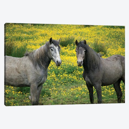In Western Ireland, Two Horses With Long Flowing Manes, In A Field Of Yellow Wildflowers In The Irish Counrtyside Canvas Print #MPA5} by Marilyn Parver Canvas Art
