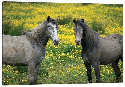 In Western Ireland, Two Horses With Long Flowing Manes, In A Field Of Yellow Wildflowers In The Irish Counrtyside Canvas Art Print