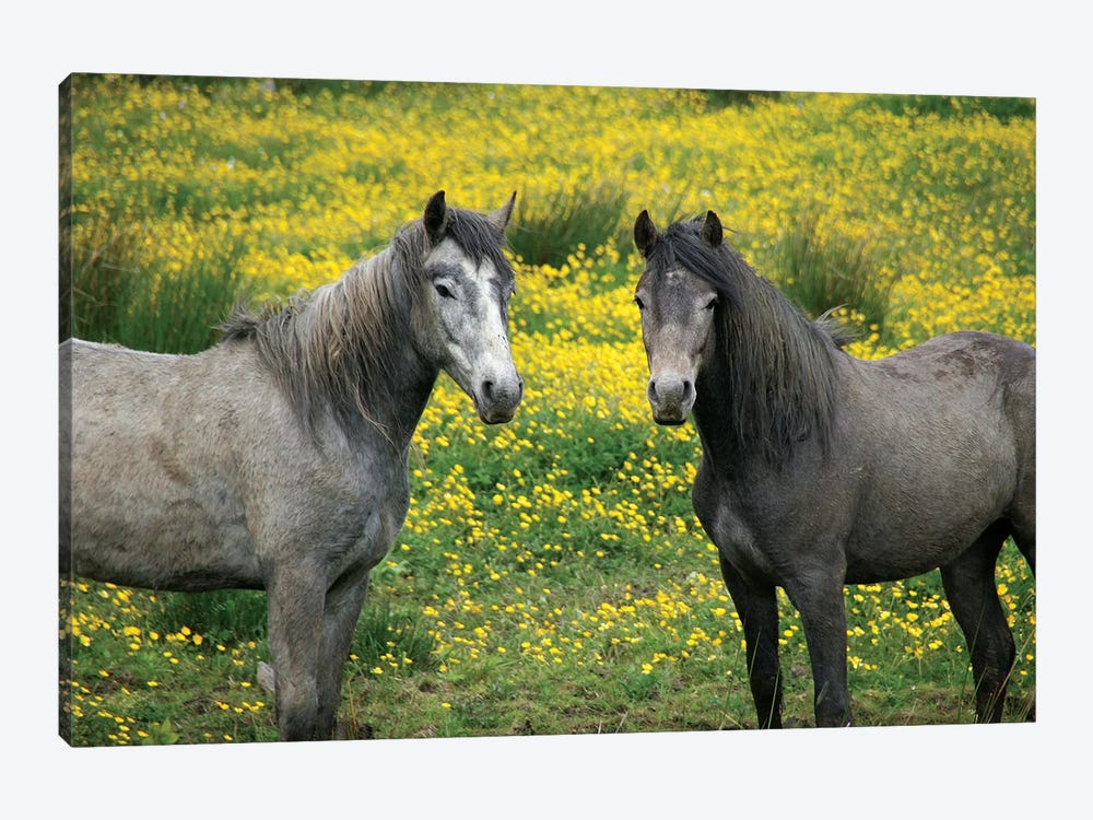 In Western Ireland, Two Horses With Long Flowing Manes, In A Field Of Yellow Wildflowers In The Irish Counrtyside by Marilyn Parver 1-piece Canvas Print
