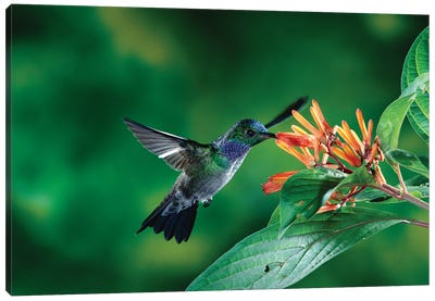 Blue-Chested Hummingbird Albino Male Feeding At And Pollinating Flowers Lowland Rainforest, Costa Rica Canvas Art Print