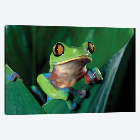 Blue-Sided Leaf Frog Hanging On Leaf, Close-Up, Cloud Forest, Costa Rica Canvas Print #MPF2} by Michael & Patricia Fogden Canvas Art