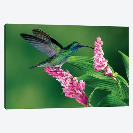 Green Violet-Ear Hummingbird Feeding At And Pollinating Epiphytic Orchid, Costa Rica Canvas Print #MPF3} by Michael & Patricia Fogden Canvas Artwork