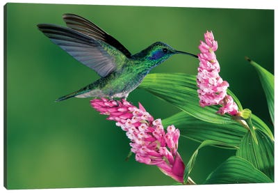 Green Violet-Ear Hummingbird Feeding At And Pollinating Epiphytic Orchid, Costa Rica Canvas Art Print