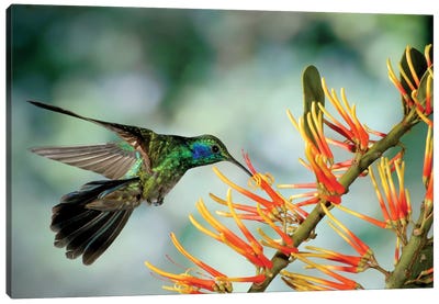 Green Violet-Ear Hummingbird Feeding, Monteverde Cloud Forest, Costa Rica Canvas Art Print - Hummingbird Art