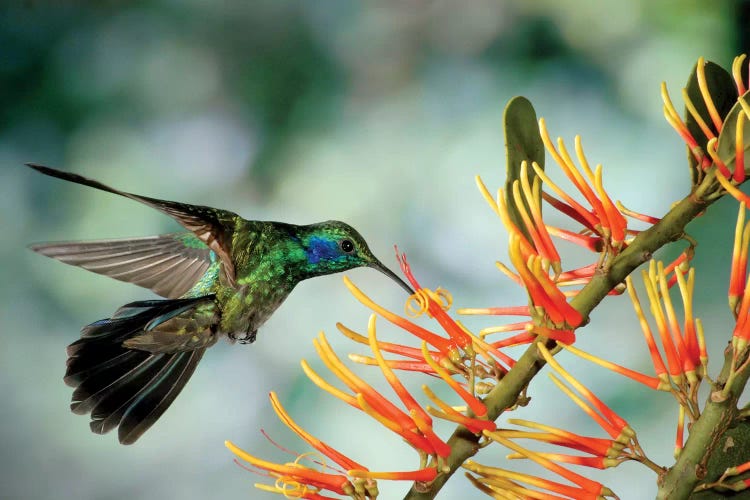 Green Violet-Ear Hummingbird Feeding, Monteverde Cloud Forest, Costa Rica by Michael & Patricia Fogden wall art