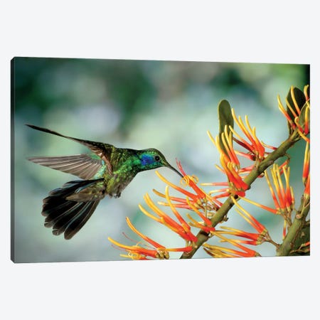 Green Violet-Ear Hummingbird Feeding, Monteverde Cloud Forest, Costa Rica Canvas Print #MPF4} by Michael & Patricia Fogden Canvas Print