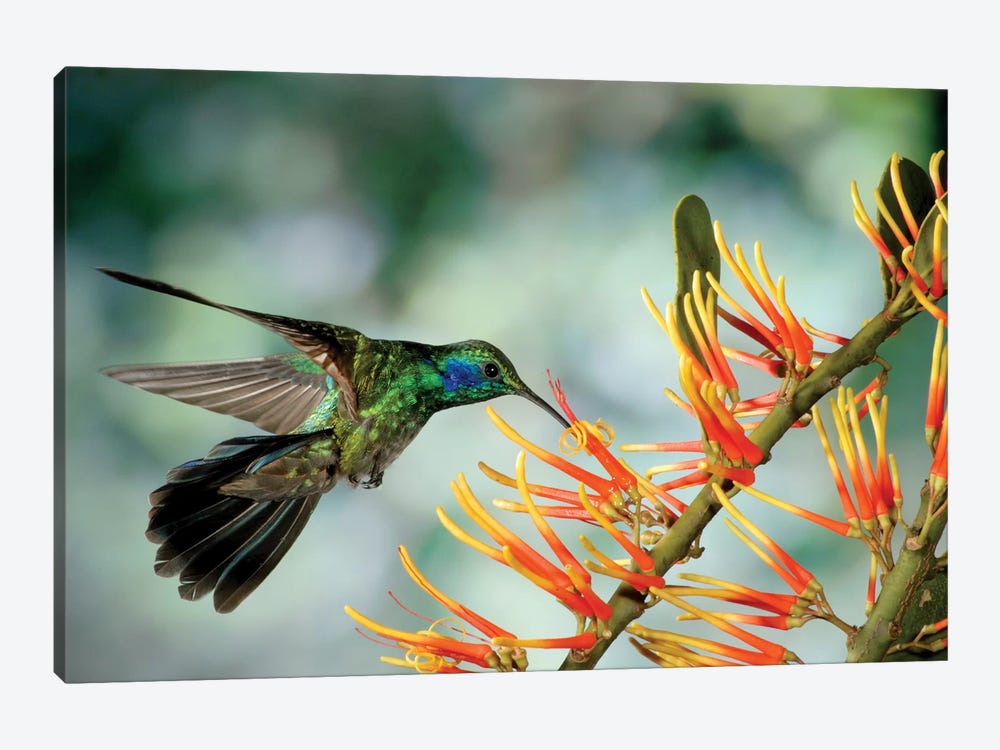 Green Violet-Ear Hummingbird Feeding, Monteverde Cloud Forest, Costa Rica by Michael & Patricia Fogden 1-piece Canvas Print