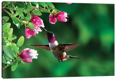 Magenta-Throated Woodstar Hummingbird Male Feeding On Epiphytic Heath, Costa Rica Canvas Art Print - Macro Photography