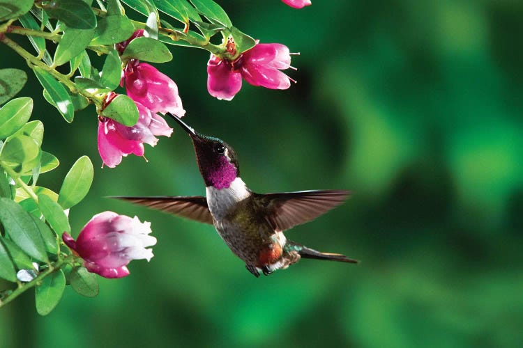 Magenta-Throated Woodstar Hummingbird Male Feeding On Epiphytic Heath, Costa Rica