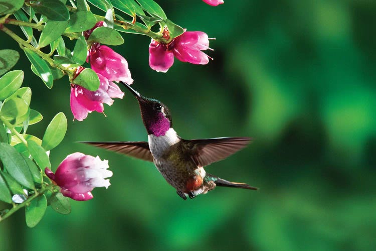 Magenta-Throated Woodstar Hummingbird Male Feeding On Epiphytic Heath, Costa Rica