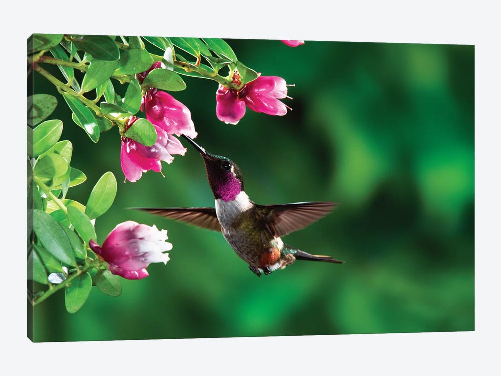 Magenta-Throated Woodstar Hummingbird Male Feeding On Epiphytic Heath, Costa Rica by Michael & Patricia Fogden 1-piece Canvas Art