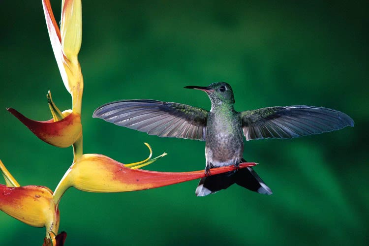 Scaly-Breasted Hummingbird Near A Heliconia Flower In Rainforest, Costa Rica