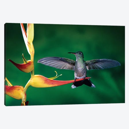 Scaly-Breasted Hummingbird Near A Heliconia Flower In Rainforest, Costa Rica Canvas Print #MPF6} by Michael & Patricia Fogden Canvas Art Print