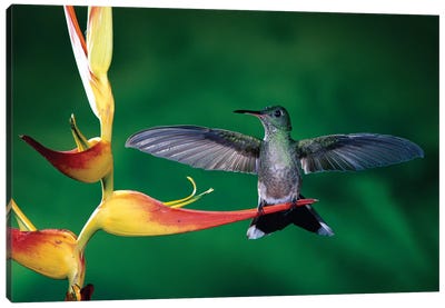 Scaly-Breasted Hummingbird Near A Heliconia Flower In Rainforest, Costa Rica Canvas Art Print