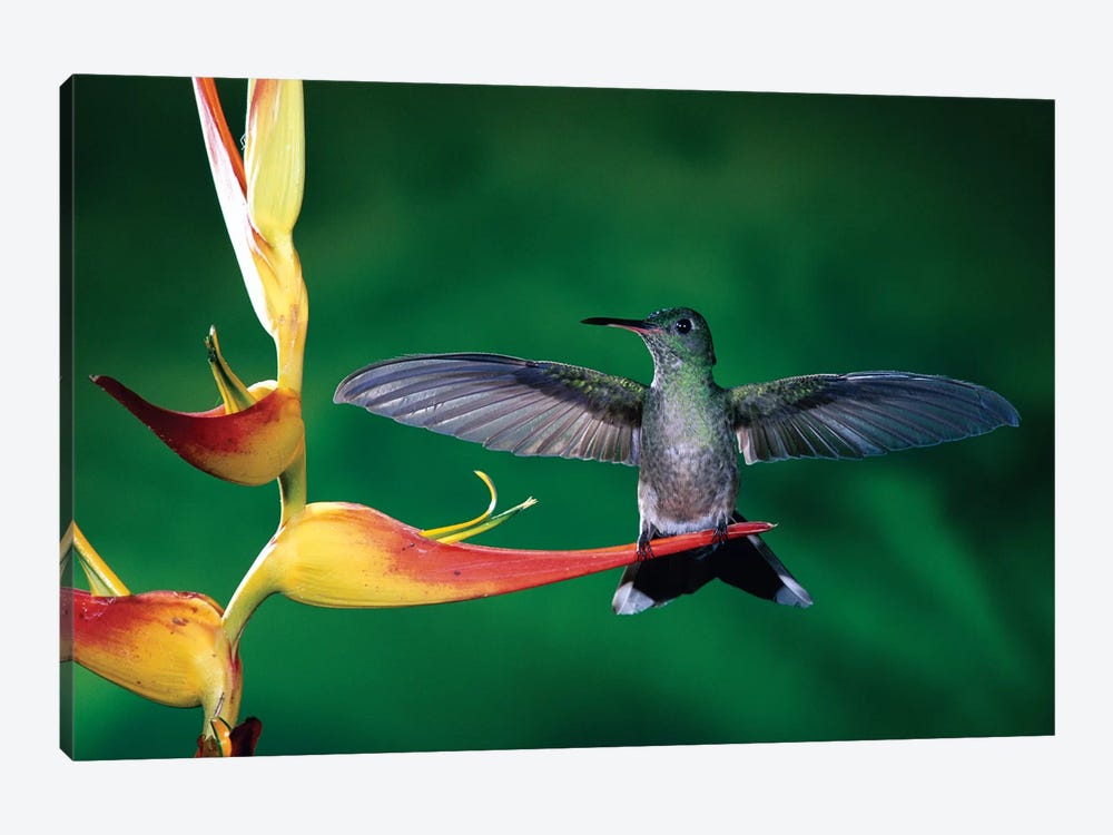 Scaly-Breasted Hummingbird Near A Heliconia Flower In Rainforest, Costa Rica by Michael & Patricia Fogden 1-piece Art Print