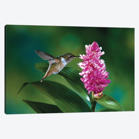 Female Scintillant Hummingbird At Flowers Of An Epiphytic Orchid, Monteverde Cloud Forest Reserve, Costa Rica Canvas Print #MPF7} by Michael & Patricia Fogden Art Print