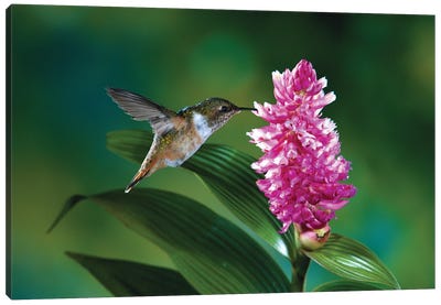 Female Scintillant Hummingbird At Flowers Of An Epiphytic Orchid, Monteverde Cloud Forest Reserve, Costa Rica Canvas Art Print