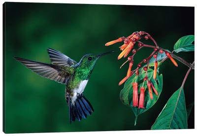 Snowy-Bellied Hummingbird Male Flying Near Firebush Flowers Cloud Forest, Costa Rica Canvas Art Print - The Art of the Feather