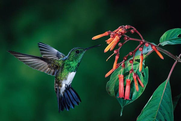 The Art Of The Feather: Snowy-Bellied Hummingbird Male Flying Near Firebush Flowers Cloud Forest, Costa Rica by Michael & Patricia Fogden